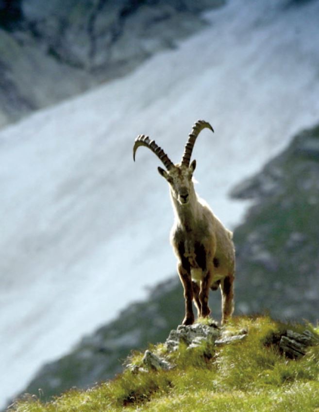 Stambecco bianco nella Svizzera italiana Stambecco bianco