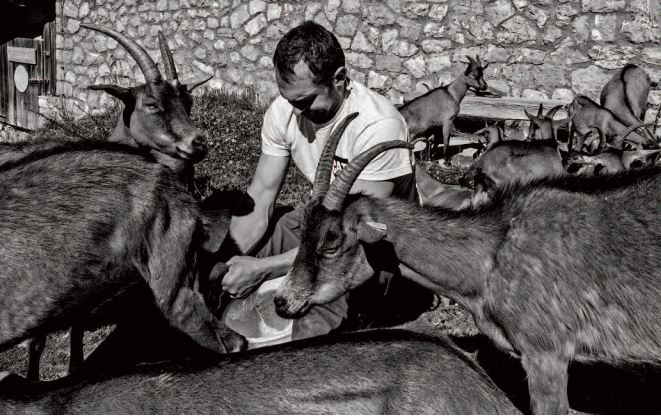 Vita nelle m, alghe friulane, foto di Renzo Bean Vita nelle m, alghe friulane, foto di Renzo Bean